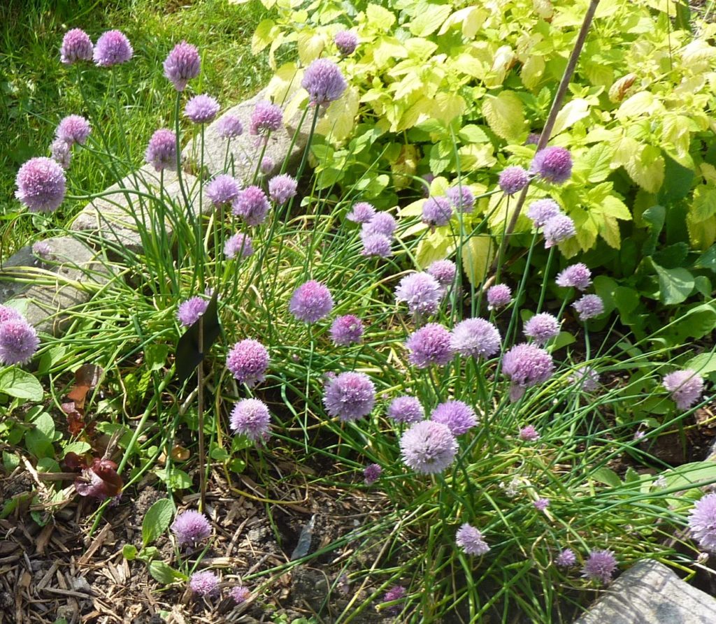 Ciboulette et mélisse dorée